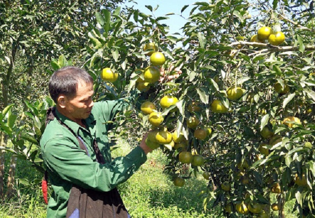 HTX Nam Hồng đang thực hiện sản xuất quýt theo tiêu chuẩn VietGAP để nâng cao chất lượng sản phẩm và cải thiện môi trường sinh thái (Ảnh: TL)