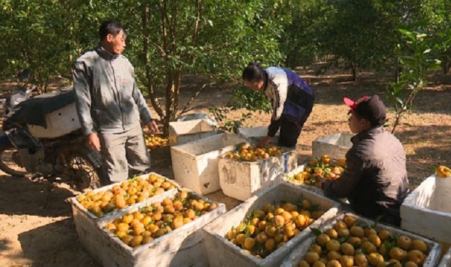 Quýt Bắc Sơn khẳng định được chất lượng nhờ có HTX