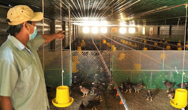 Nhờ tích cực học nghề chăn nuôi, nông dân huyện Nghĩa Hành đã nắm được kỹ thuật chăn nuôi gà an toàn dịch bệnh.