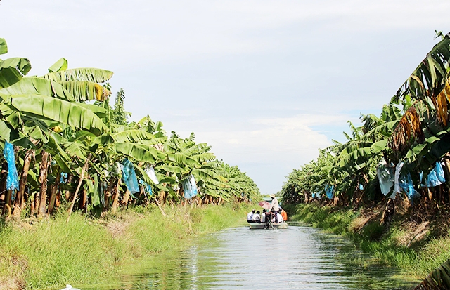 Mô hình trồng chuối đang có sự liên kết của nhiều HTX, doanh nghiệp (Ảnh TL)