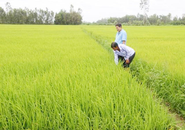 Sản xuất nông nghiệp tại thị xã Ngã Năm có bước tiến tích cực.