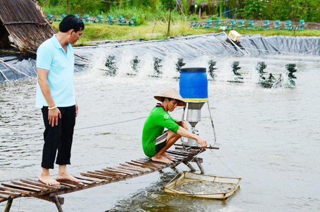 Cái Nước đang tập trung nhiều nguồn lực để phát triển mô hình nuôi tôm theo hướng công nghệ cao (Ảnh TL)