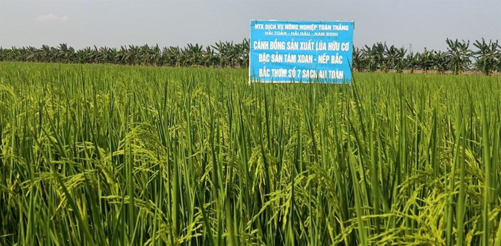 Trồng lúa hữu cơ tại HTX Toàn Thắng ở Hải Hậu