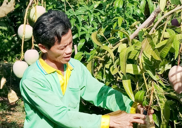 Xoài Bến Bà Tri đang là nông sản thế mạnh ở Tri Tôn (Ảnh TL)