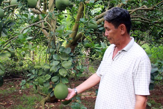 Cùng với HTX, Phú Giáo đã hình thành được nhãn hiệu tập thể “Cam và bưởi Phú Giáo” (ảnh:TL)