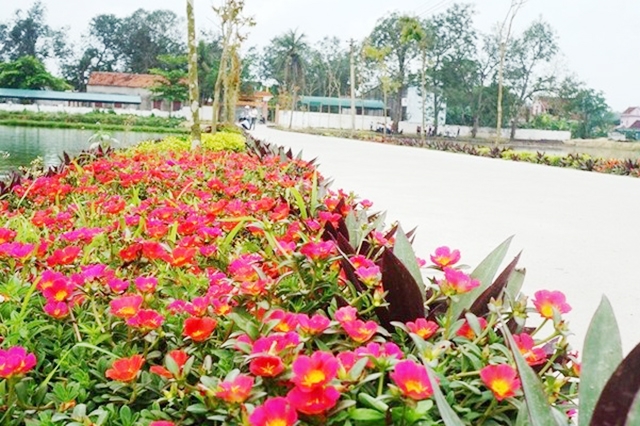 Thành công trong nông thôn mới của tỉnh đang có dấu ấn đậm nét của HTX, tổ hợp tác.