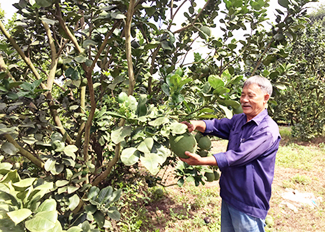 HTX đang góp phần nâng cao giá trị sản xuất nông nghiệp tại địa phương.