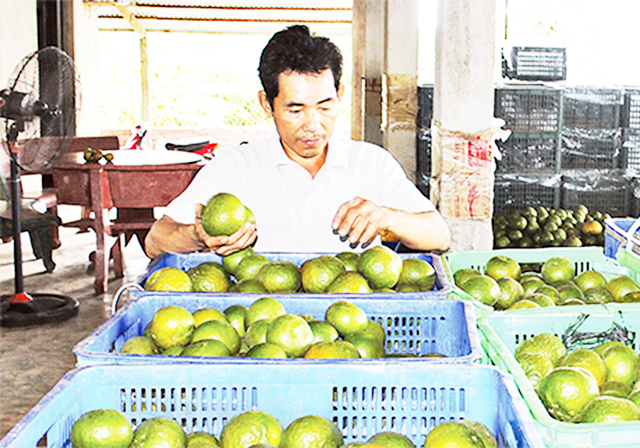 Bình Dương sẽ đảy mạnh xây dựng thương hiệu cho sản phẩm trái cây của tỉnh (Ảnh TL)