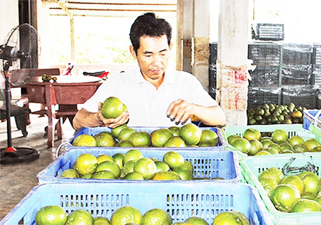 Bình Dương sẽ đảy mạnh xây dựng thương hiệu cho sản phẩm trái cây của tỉnh (Ảnh TL)