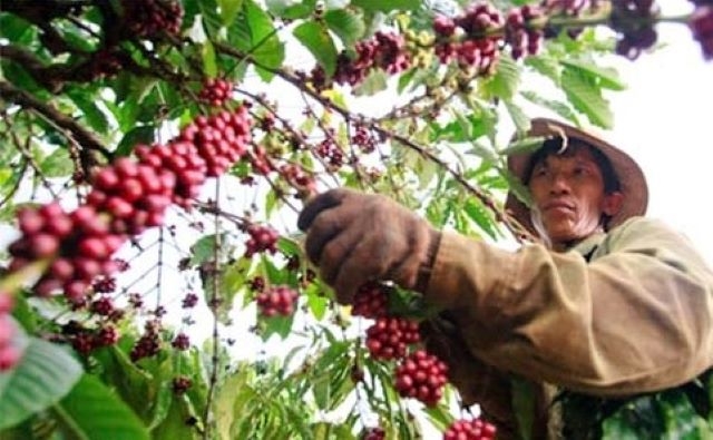 Giá cà phê nội địa đang giảm nhưng được dự báo sẽ tăng trong thời gian tới do nguồn cung thấp.