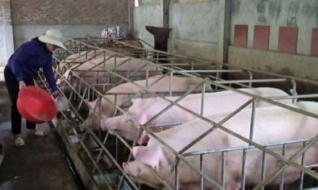 Nguồn cung thịt lợn về cơ bản đã tạm ổn, nhờ vậy giá lợn hơi gần đây tương đối ổn định và có chiều hướng giảm (Ảnh: Internet)