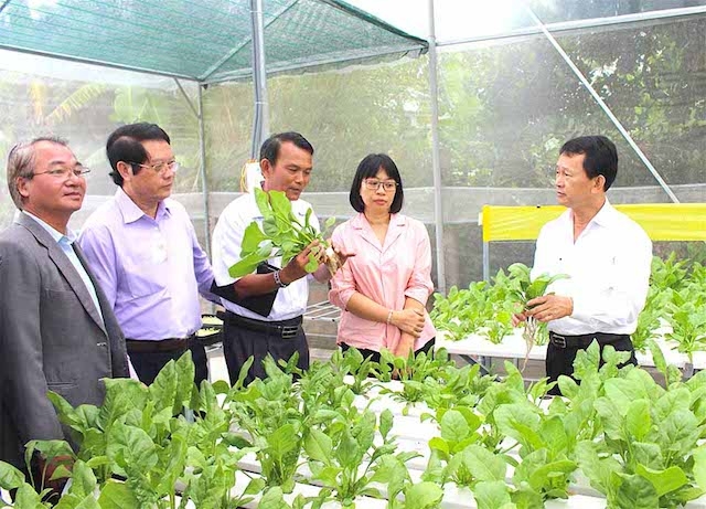 Nghề trồng rau VietGap ở An Khê giúp gia tăng thu nhập cho nông dân địa phương (ảnh:TL)