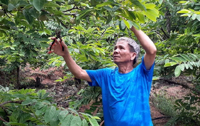 HTX đang tích cực nâng cao chất lượng quả na để giúp người dân nâng cao đời sống.