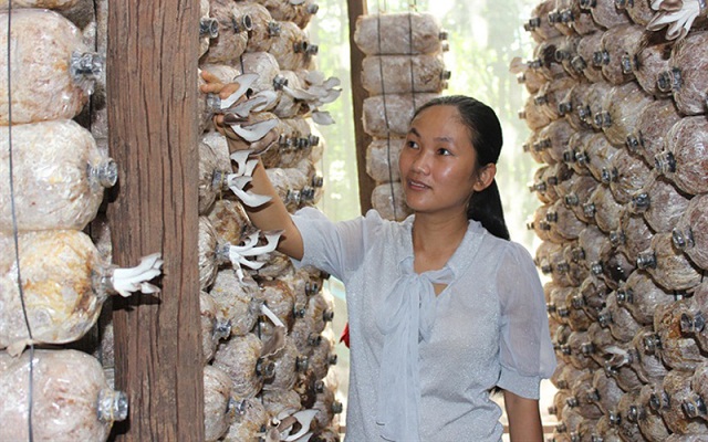 HTX nấm Tam Đảo là một trong những mô hình kinh tế tiêu biểu của huyện.