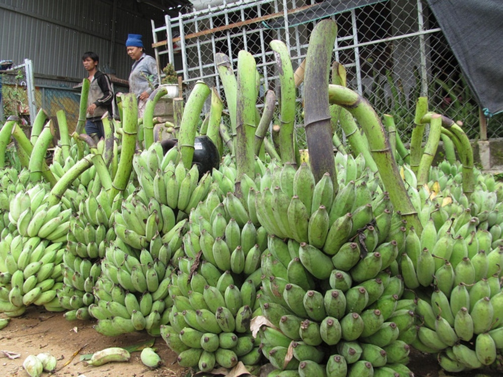 Tổng thu nhập từ bán chuối của người dân trong xã bình quân đạt 80 -100 tỷ đồng mỗi năm.