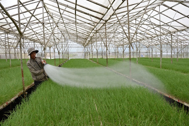 Trồng rau ứng dụng công nghệ mang lại thu nhập cao cho nông dân xã Lạc Lâm (ảnh:TL)