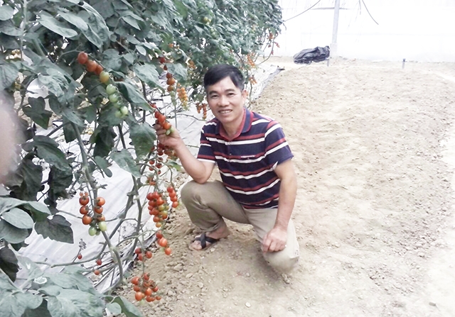 Một góc khu sản xuất cà chua an toàn cho giá trị hàng trăm triệu đồng/năm của HTX (Ảnh TL)