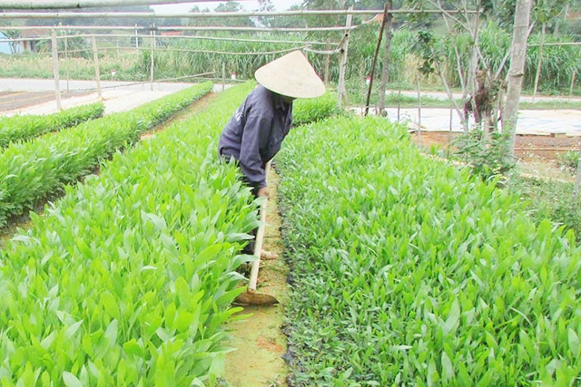 Quỳ Châu định hướng phát triển các ngành nghề sản xuất theo hướng an toàn để xóa nghèo, làm giàu cho người dân (Ảnh TL)