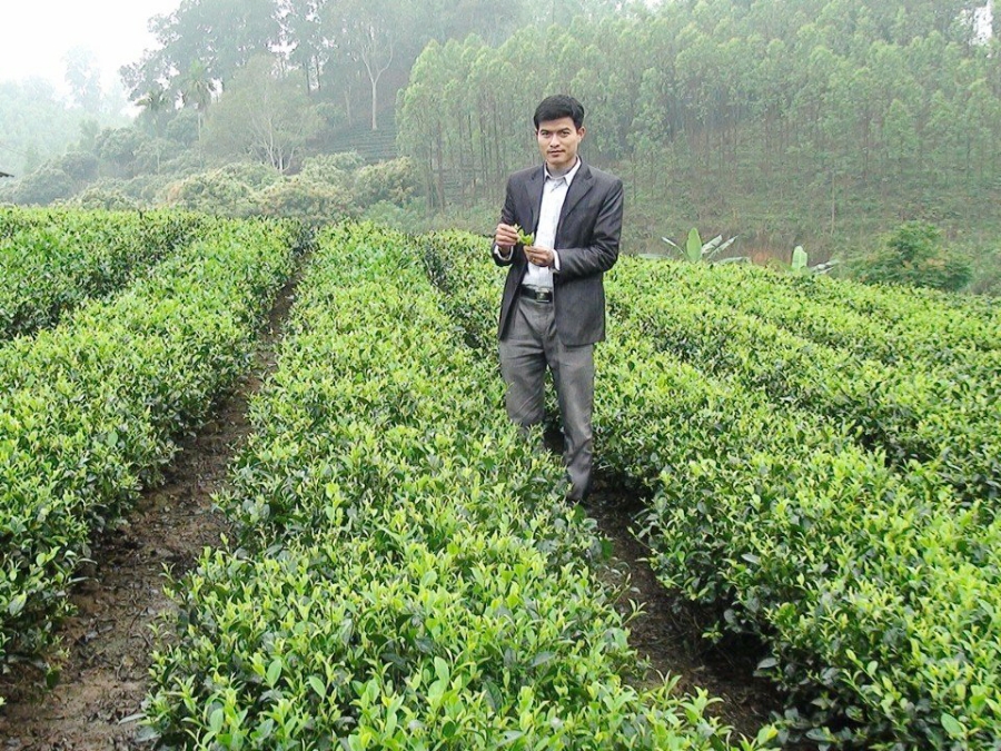 Anh Phan Tuấn Anh, Phó Giám đốc HTX Hằng Anh kiểm tra chất lượng chè chuẩn bị thu hoạch.