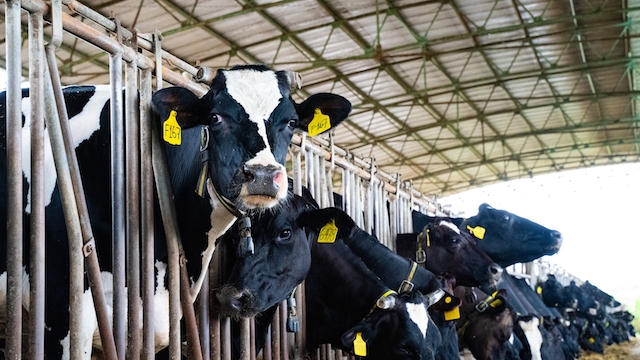 Trang trại bò sữa của DN Việt đang có thành quả khá ấn tượng khi cho ra nguồn sữa tươi tương đương chất lượng sữa tươi ngoại nhập.