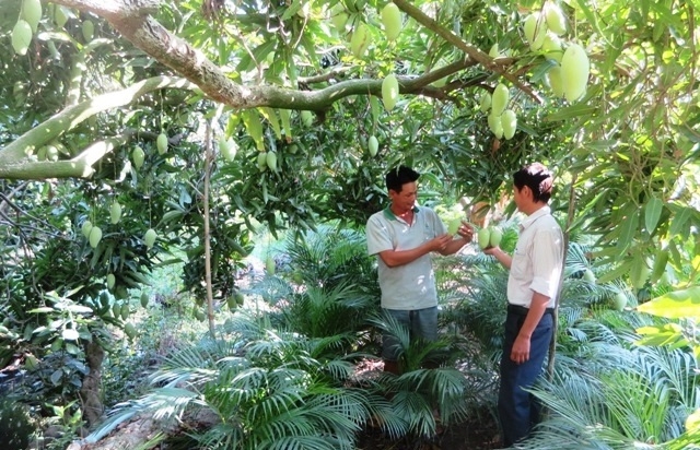 HTX Quới An nâng cao thu nhập người dân từ phát triển trồng xoài cát núm.
