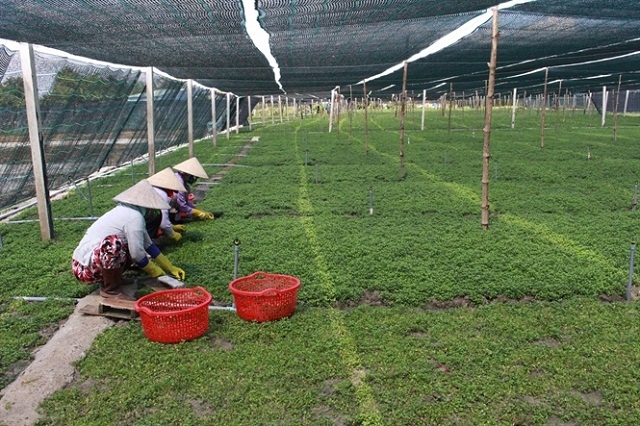 Các thành viên thu hoạch rau xà lách xoong.