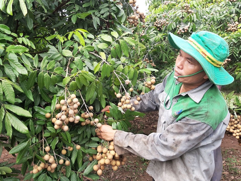 Giá nhãn xuống thấp vì xuất khẩu sang thị trường Trung Quốc khó khăn.