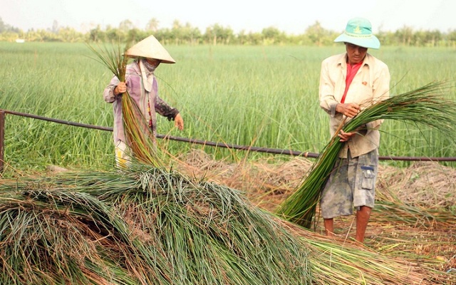 Người dân thu hoạch lác sau đó cung cấp cho HTX Chiếu lác Thành Đông.