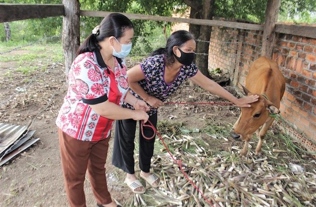 Nhiều người dân ở huyện Buôn Đôn đang phát huy nghề chăn nuôi đã được học.