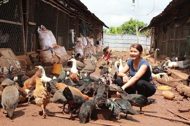 Nghề chăn nuôi gà thu hút nhiều lao động nông thôn xã Ea Wer.