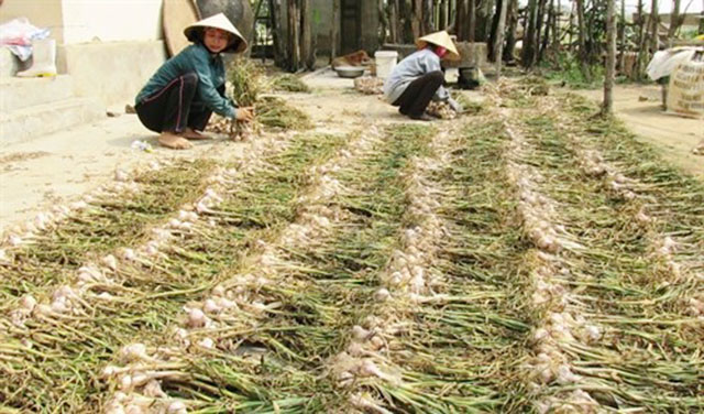 Cây tỏi tía giúp người nông dân Cồn Nâm, xã Quảng Minh, thị xã Ba Đồn, tỉnh Quảng Bình thoát nghèo và cho thu nhập ổn định.