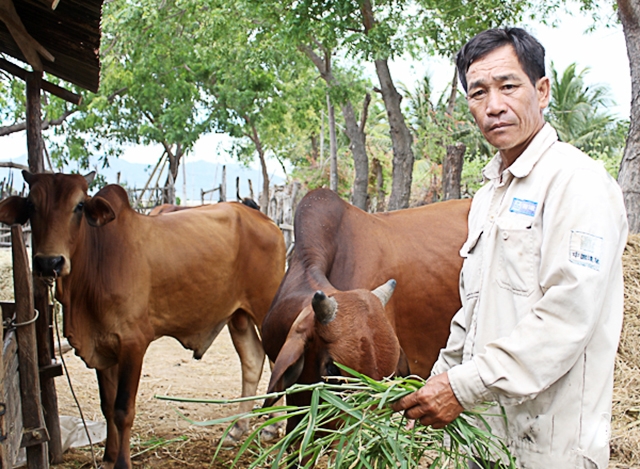 Các mô hình chăn nuôi gia súc ngày càng được chú trọng đầu tư ở Thuận Nam (Ảnh TL)