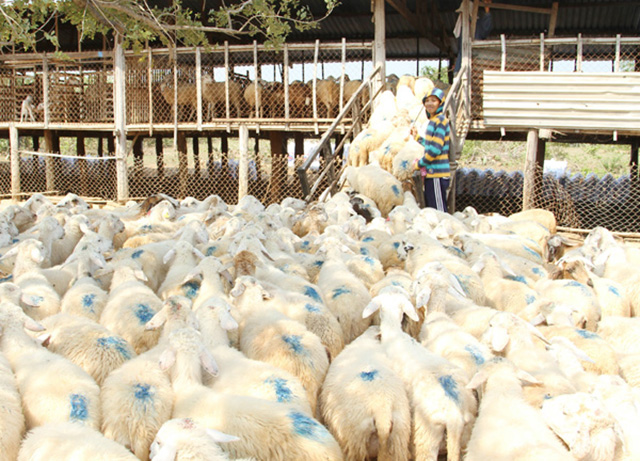 Mô hình nuôi cừu cho hiệu quả cao ở Thuận Nam (Ảnh TL)