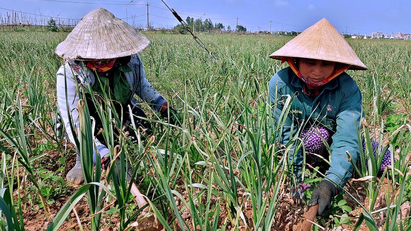 Nhiều loại cây trồng được xen canh với tỏi ở xã Quảng Minh, thị xã Ba Đồn đã giúp người dan nâng cao thu nhập.