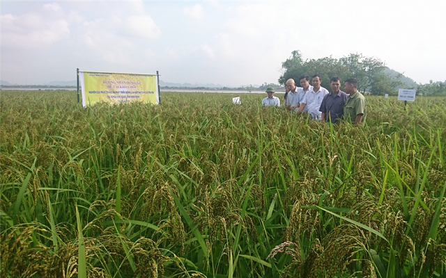 Lúa nếp cau đang được HTX Quyết Trung phát triển theo phương pháp hữu cơ.