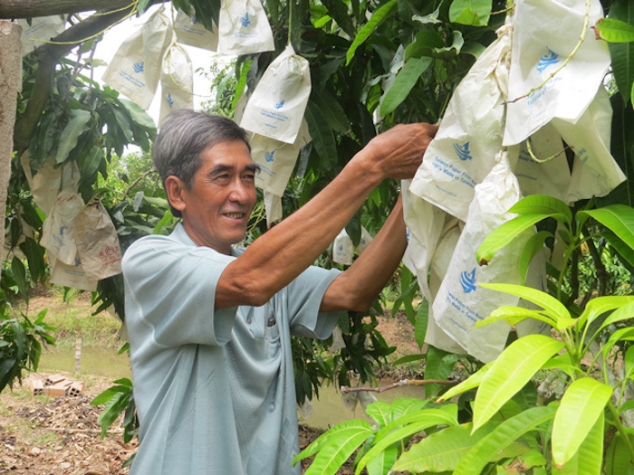 Vụ việc xoài Cao Lãnh bị mạo danh mã số vùng trồng là bài học đắt giá cho việc quản lý bị buông lỏng