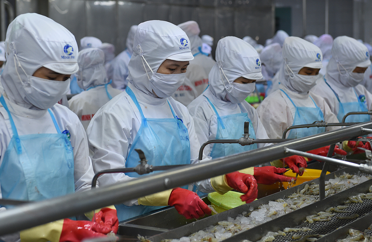 7 tháng đầu năm nay, XK tôm sang thị trường Mỹ đạt 435,2 triệu USD.