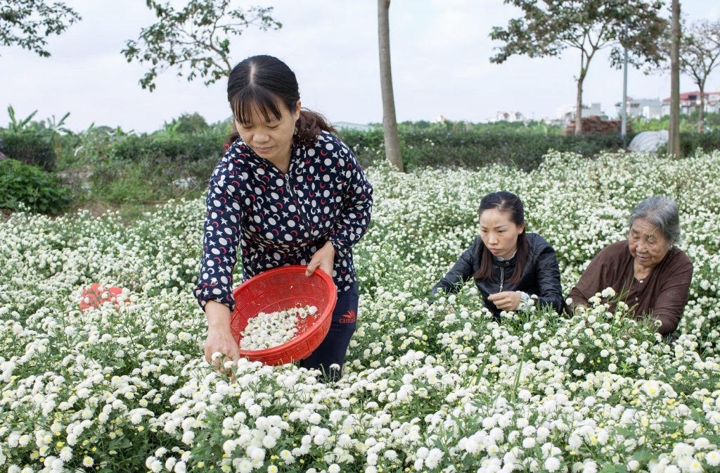 Hiện cả làng Yên Ngưu co hơn 10 hộ được phân công trồng hoa cúc làm nguyên liệu phục vụ sản xuất rượu.