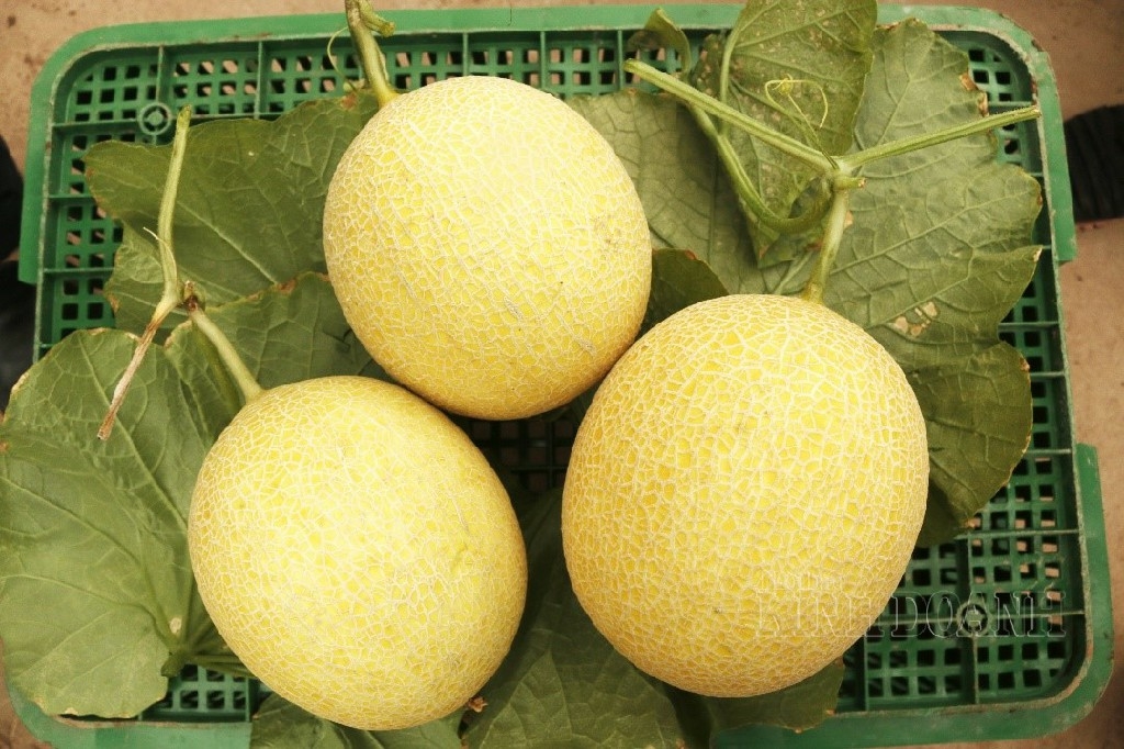 Dưa lưới trồng công nghệ cao có hương vị ngọt mát, hình thức đẹp.