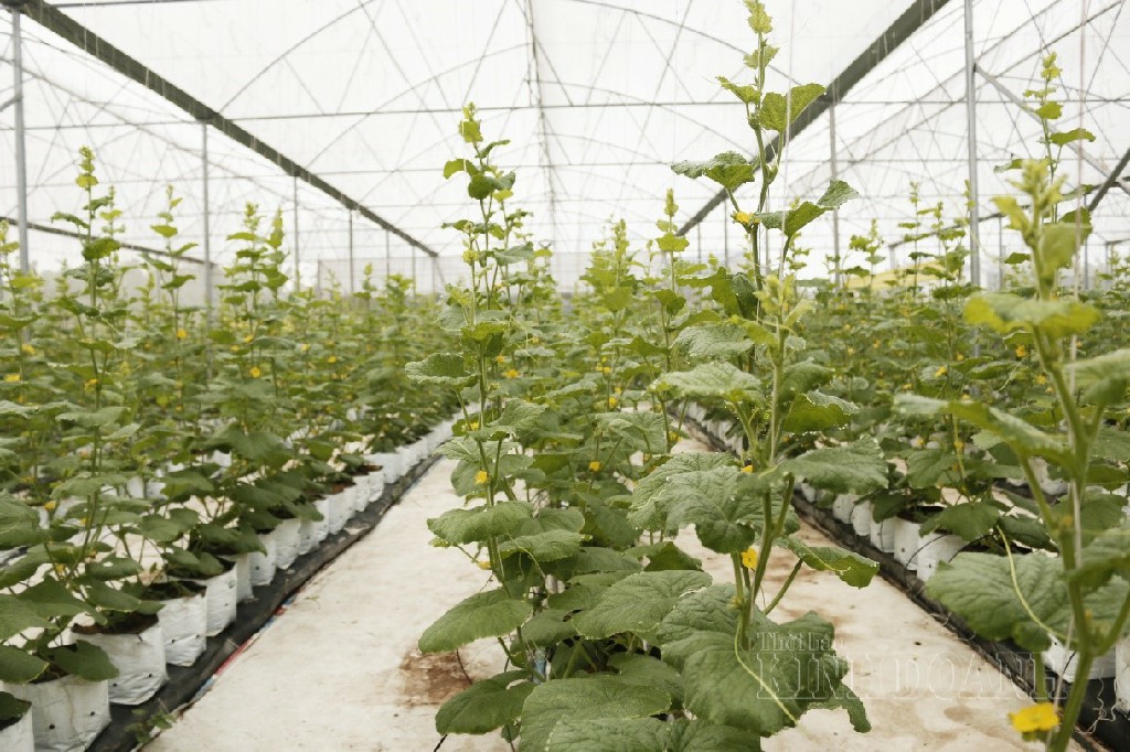 Hệ thống nhà lưới được trang bị cảm biến nhiệt, quạt thông gió.