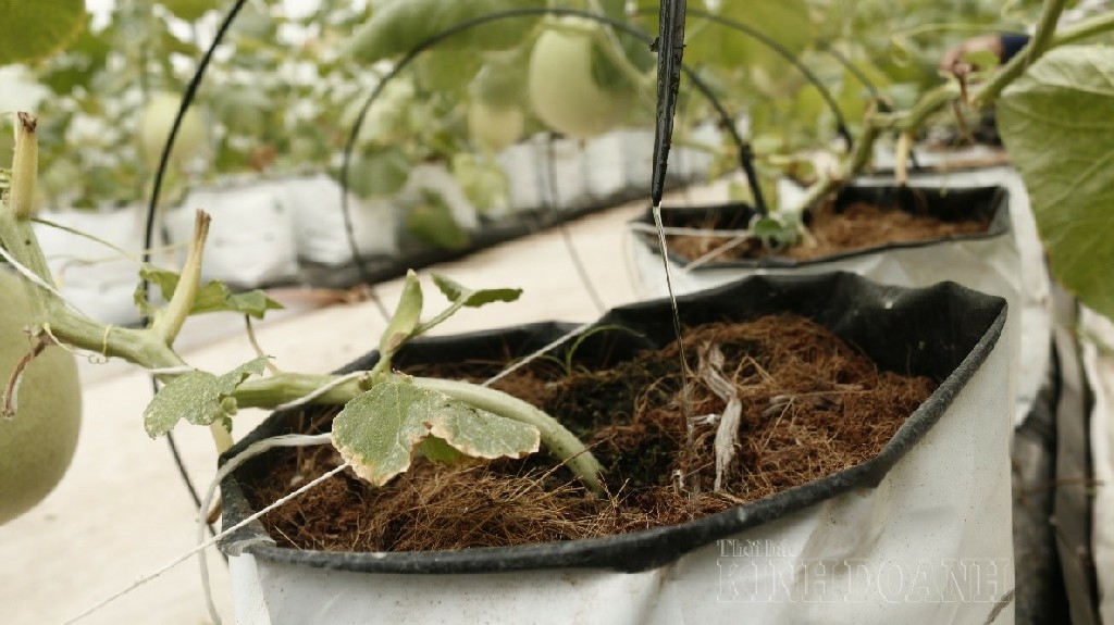 Vườn dưa áp dụng hệ thống tưới nhỏ giọt theo công nghệ Israel.