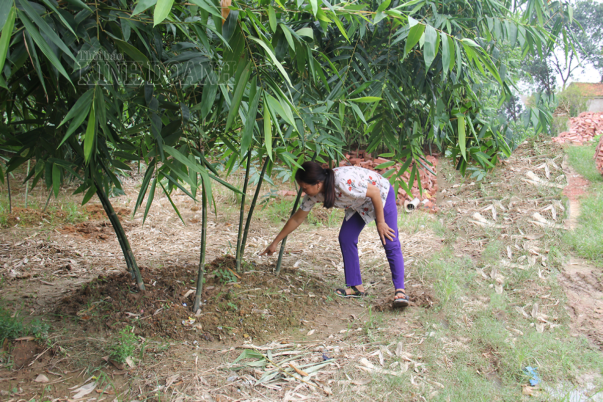 Bà Dương Thị Luyện Giám đốc HTX măng lục trúc Lâm Sinh Ngọc Châu hướng dẫn cách chăm sóc và thu hoạch măng.