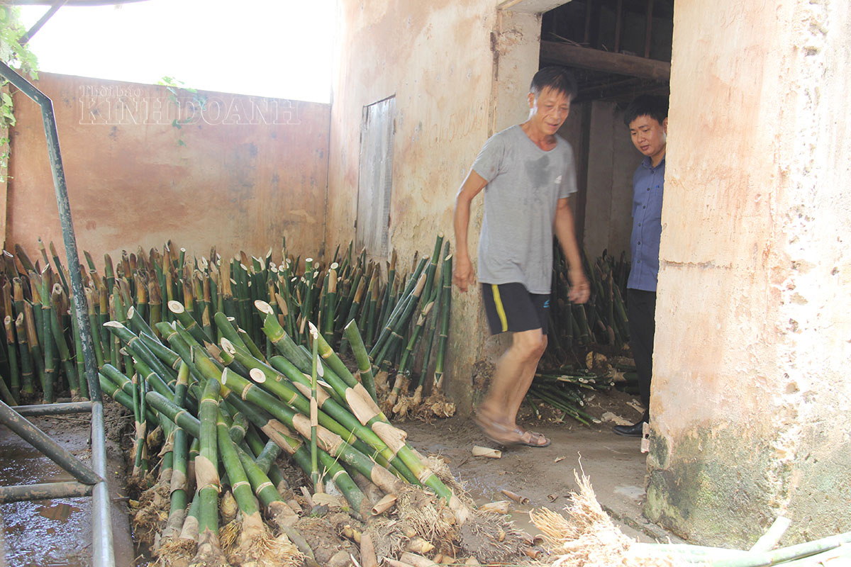 Thành viên HTX măng lục trúc Lâm Sinh Ngọc Châu chuẩn bị giống để bán cho người dân có nhu cầu.