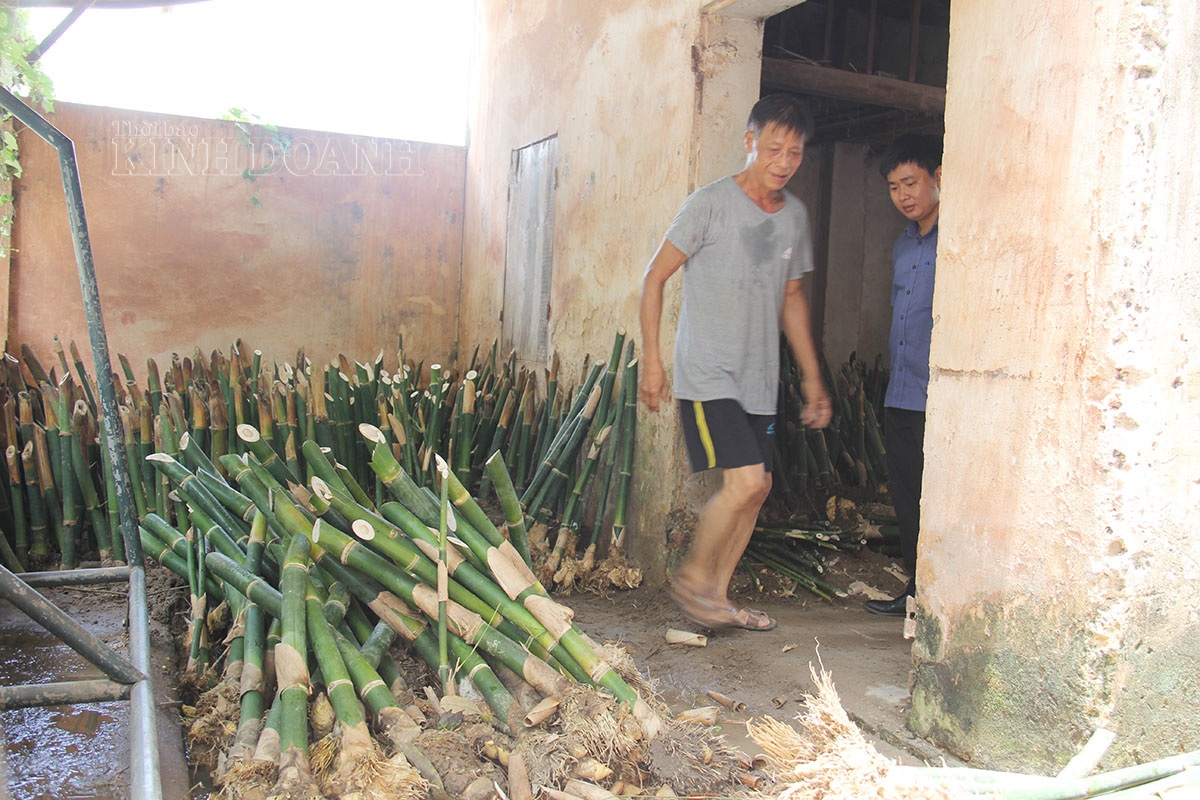 Thành viên HTX măng lục trúc Lâm Sinh Ngọc Châu chuẩn bị giống để bán cho người dân có nhu cầu.