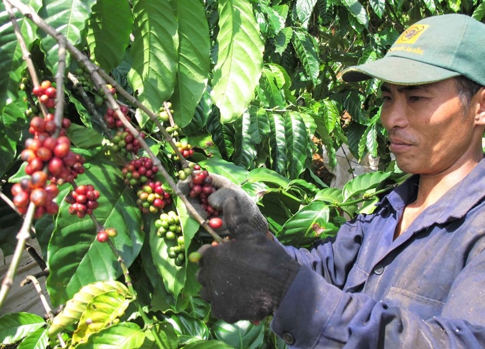 Giá cà phê trong nước tiếp tục tăng theo đà chung của thị trường thế giới.