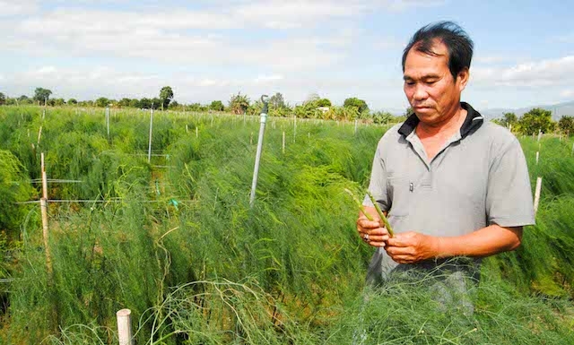 Mô hình trồng măng tây trên đảo Phú Quý đang cho thấy nhiều triển vọng.