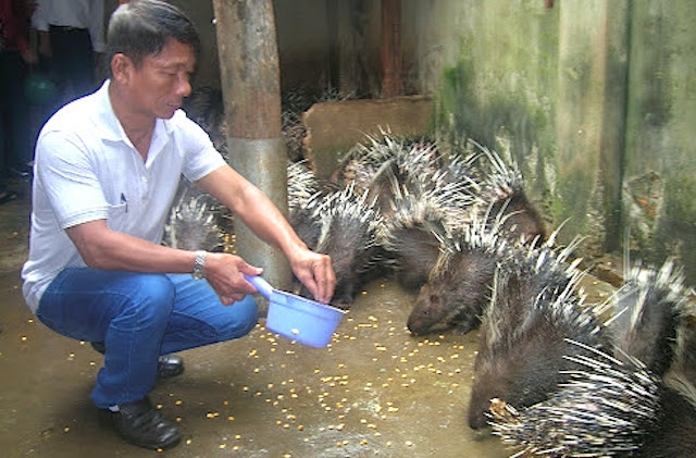 Nghề nuôi nhím giúp một số hộ gia đình ở đảo Phú Quý trở thành “những triệu phú chân đất”.