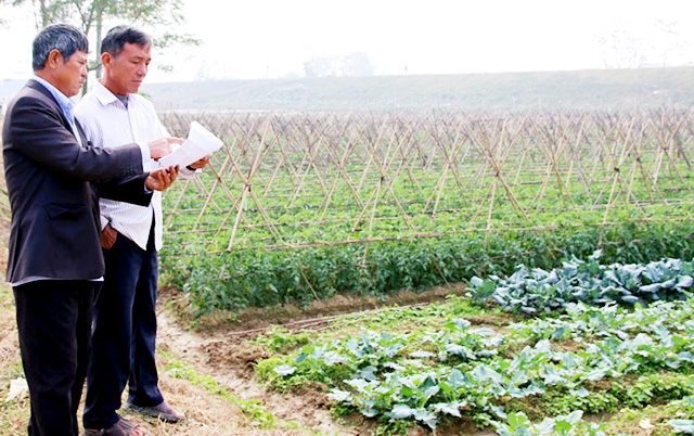 Các HTX đang khẳng định vai trò trong xây dựng nông thôn mới ở Yên Phong.