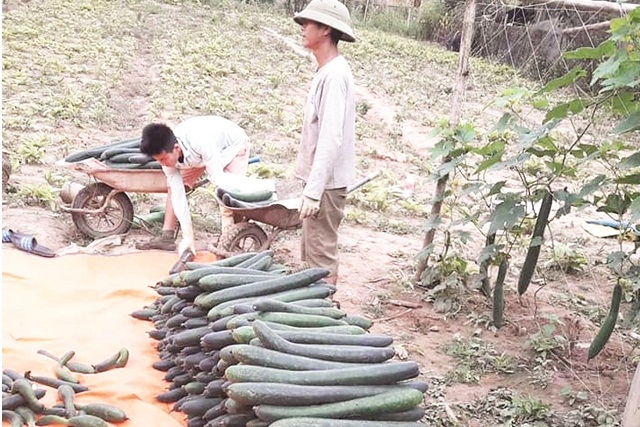Chuyển sang trồng rau màu ngắn ngày giúp giải quyết bài toán thiếu nước trong sản xuất.