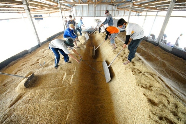 Người lao động đảo thóc trong quá trình sấy lúa.